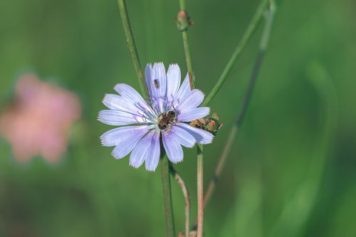 Free Close-up of a bee pollinating a purple wildflower in a lush meadow in Istanbul. Stock Photo