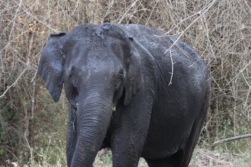 Free A small elephant is walking through the woods Stock Photo