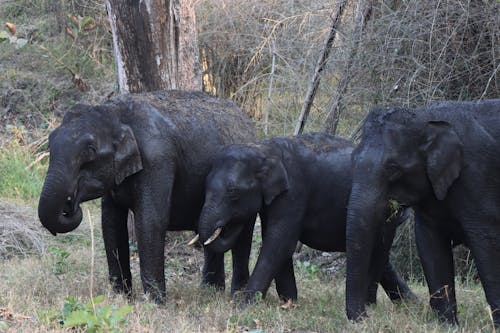 A group of elephants standing in a field