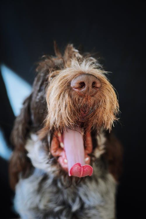 A dog with its tongue out and its tongue sticking out