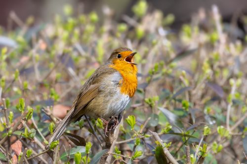 Free A European robin sings perched in vibrant spring foliage, showcasing its orange breast. Stock Photo