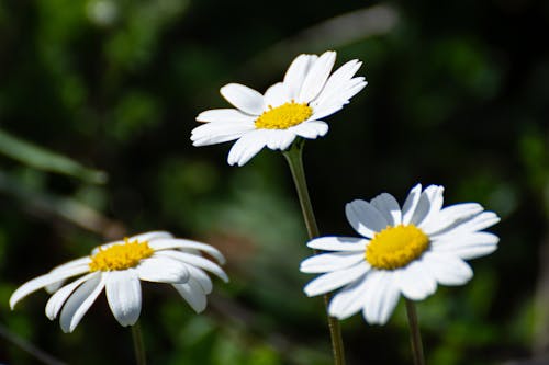 Çiçekler içeren Ücretsiz stok fotoğraf