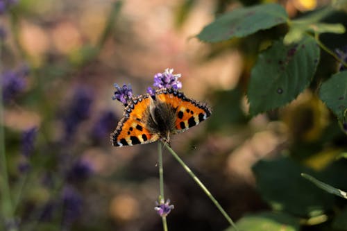 A small butterfly sitting on a flower with leaves