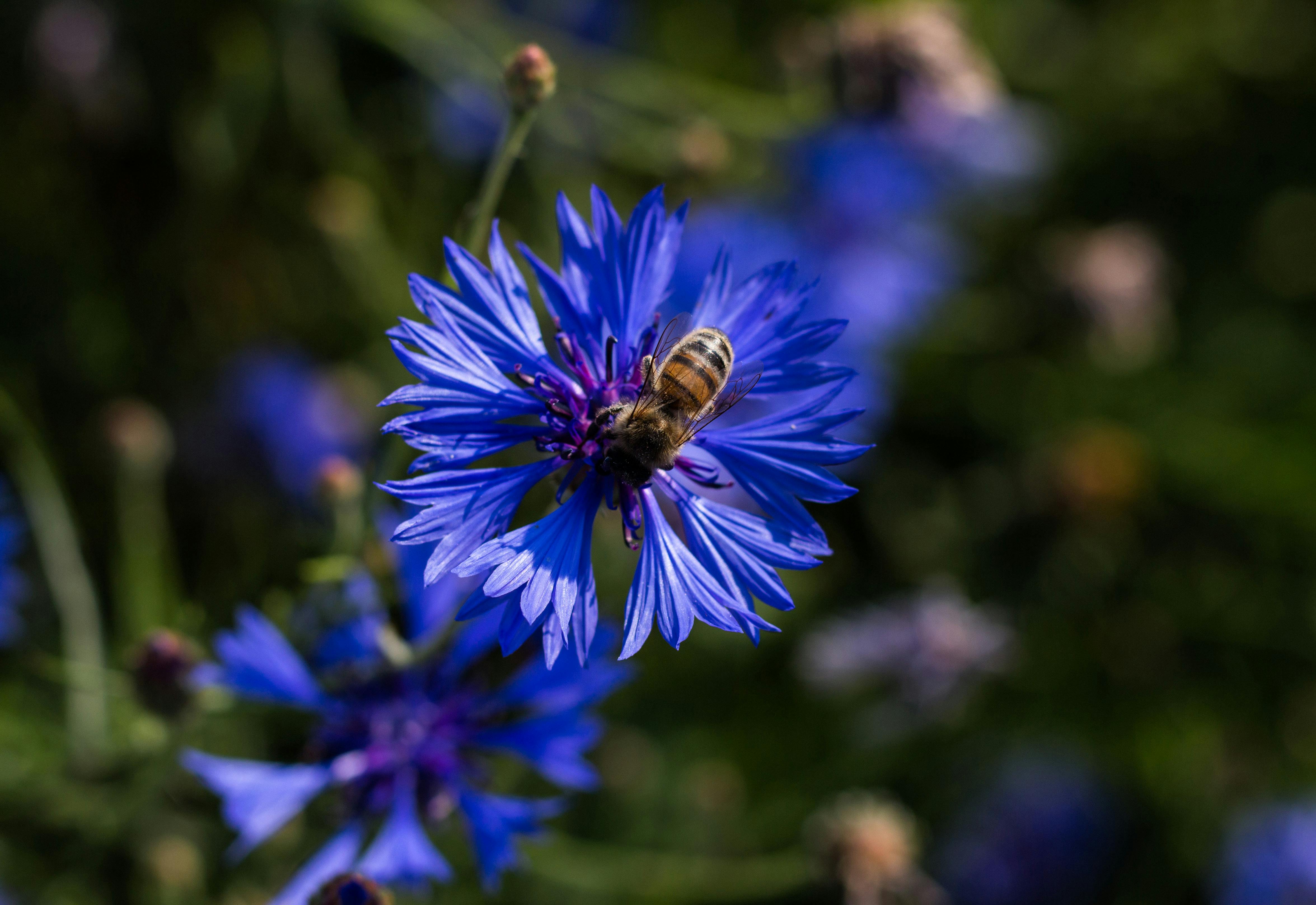 [ColoSach]-close-up-of-a-bee-pollinating-a-vivid-blue-cornflower-in-a-lush-garden-setting.