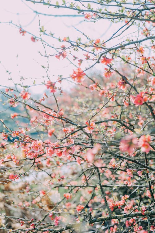 Foto stok gratis cabang, kertas dinding, musim semi