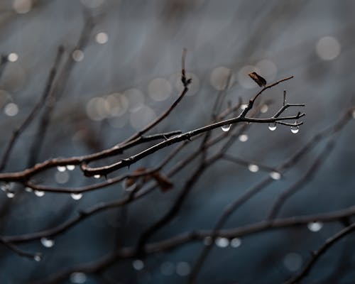 A close up of a tree branch with water droplets