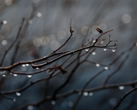 A detailed close-up of a branch with rain droplets, capturing the essence of winter's tranquility.