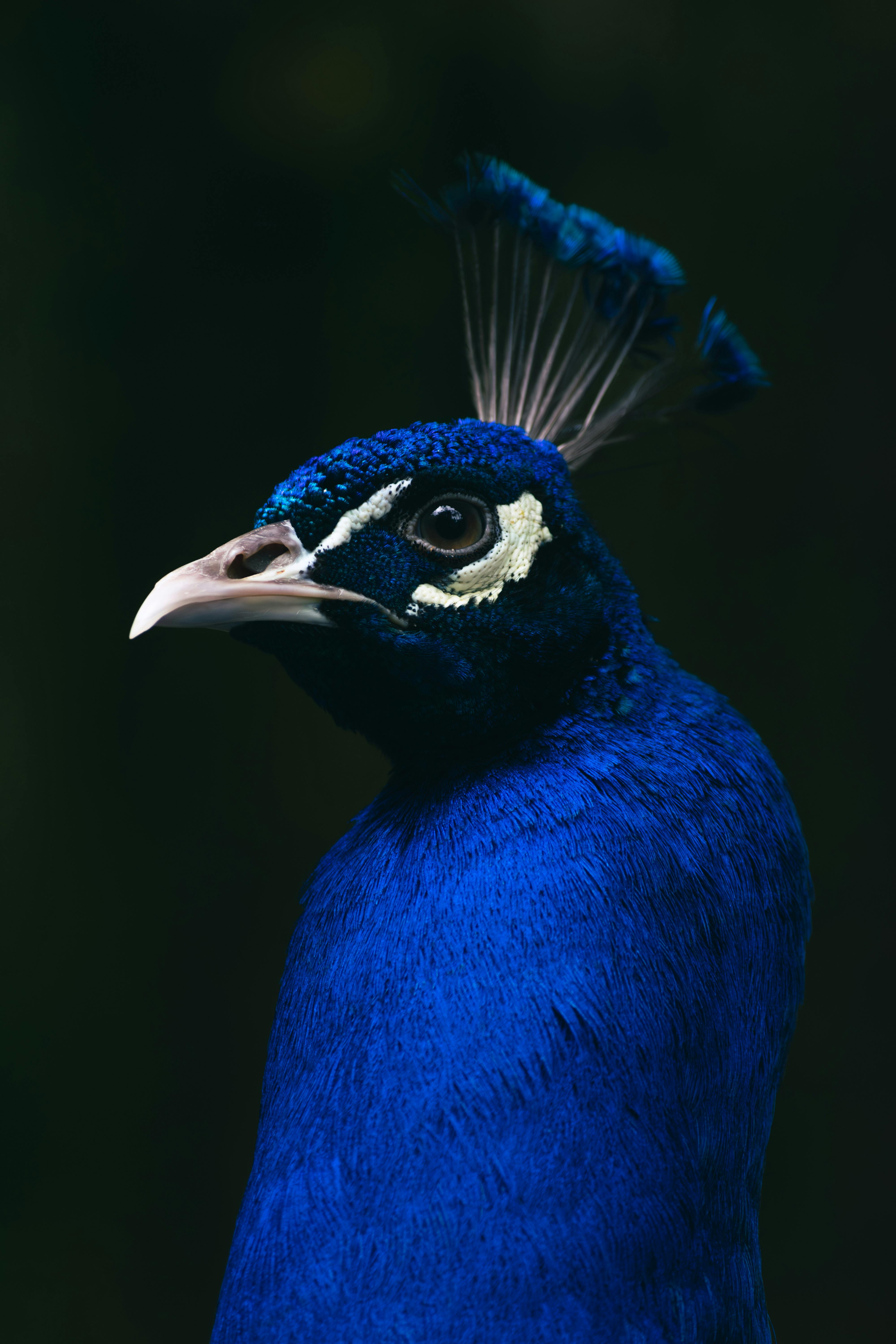 Vibrant blue peacock with striking feather details in Madeirã, Portugal.
