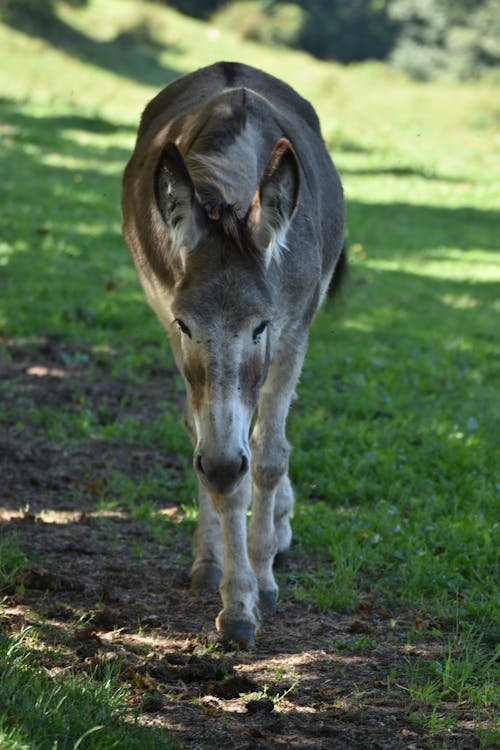 Kostenloses Stock Foto zu gras, maultier, schatten