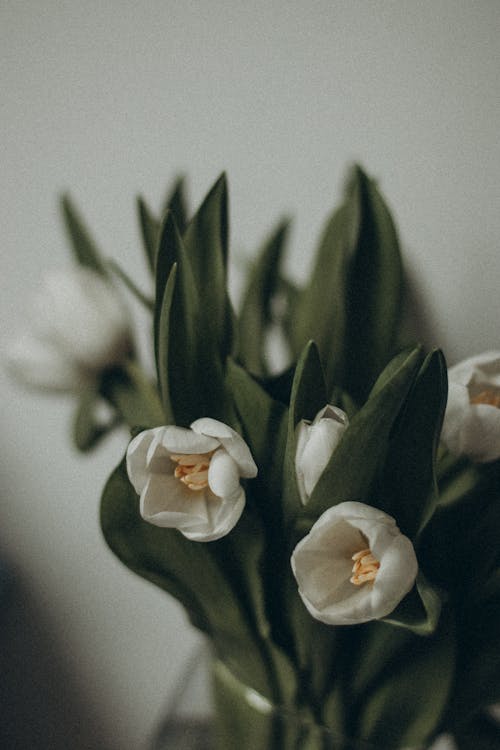 A vase of white tulips is shown in a room