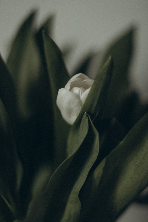 A close up of a single white tulip