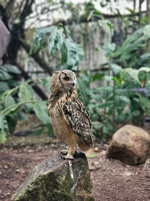 Free A captivating image of an eagle-owl perched on a rock with lush foliage in the background, showcasing its natural habitat. Stock Photo