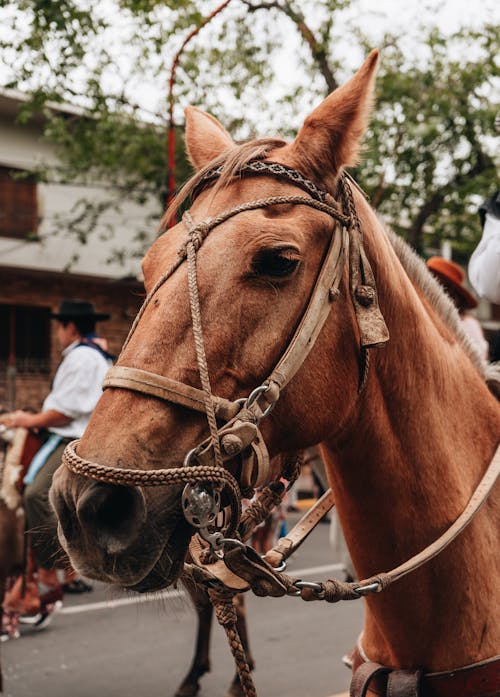 Close-up of a Brown Horse with a Bridle on a Street in City