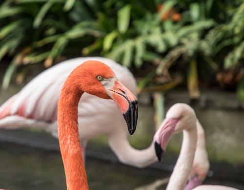 Ilmainen kuvapankkikuva tunnisteilla flamingo, lähikuva, Linnut