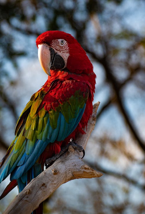Close-up of a Red-And-Green Macaw Sitting on a Branch 