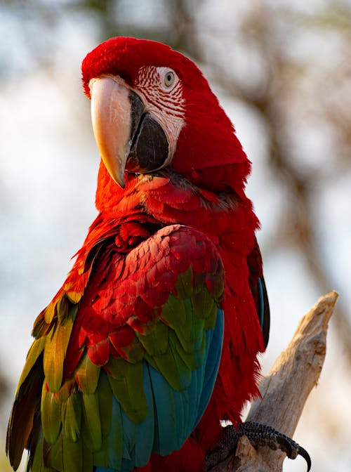 Scarlet Macaw