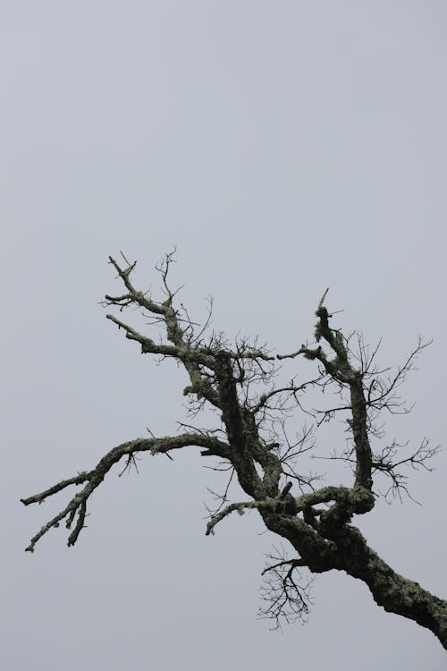 Základová fotografie zdarma na téma mrtvý, obloha, strom