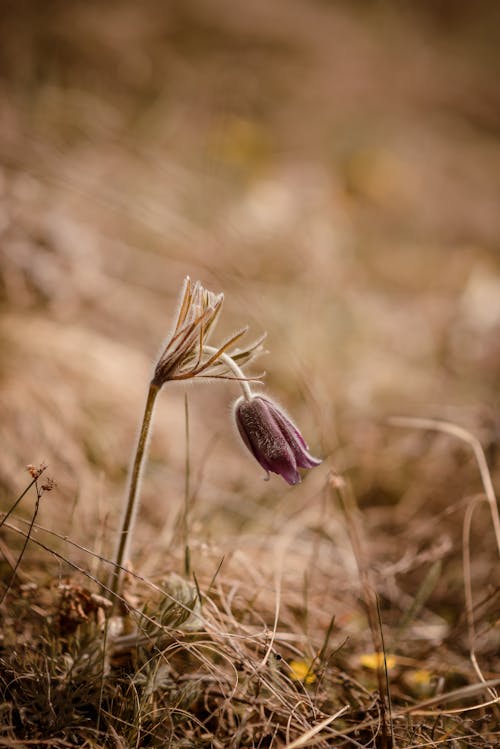  Trawa Senna (Pulsatílla Pátens)