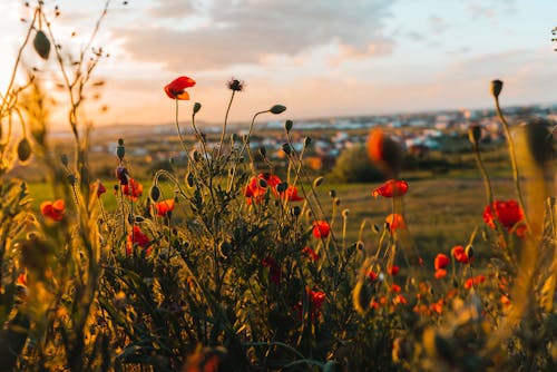 美しい花, 赤い夕日の無料の写真素材