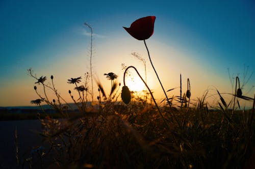 Foto profissional grátis de flores bonitas, pôr do sol