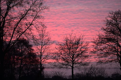 A pink sky with trees in the foreground