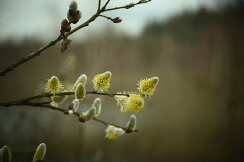 A close up of a tree branch with yellow flowers