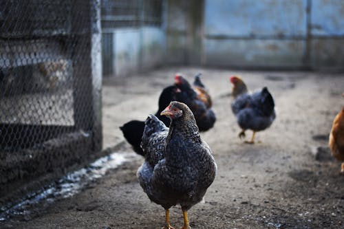 Foto stok gratis ayam betina, burung-burung, fokus selektif