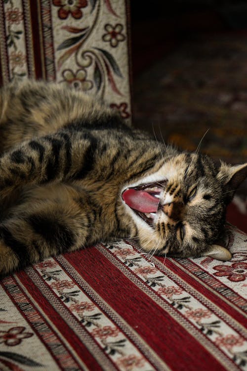 Foto profissional grátis de acomodado, animal de estimação, bocejando