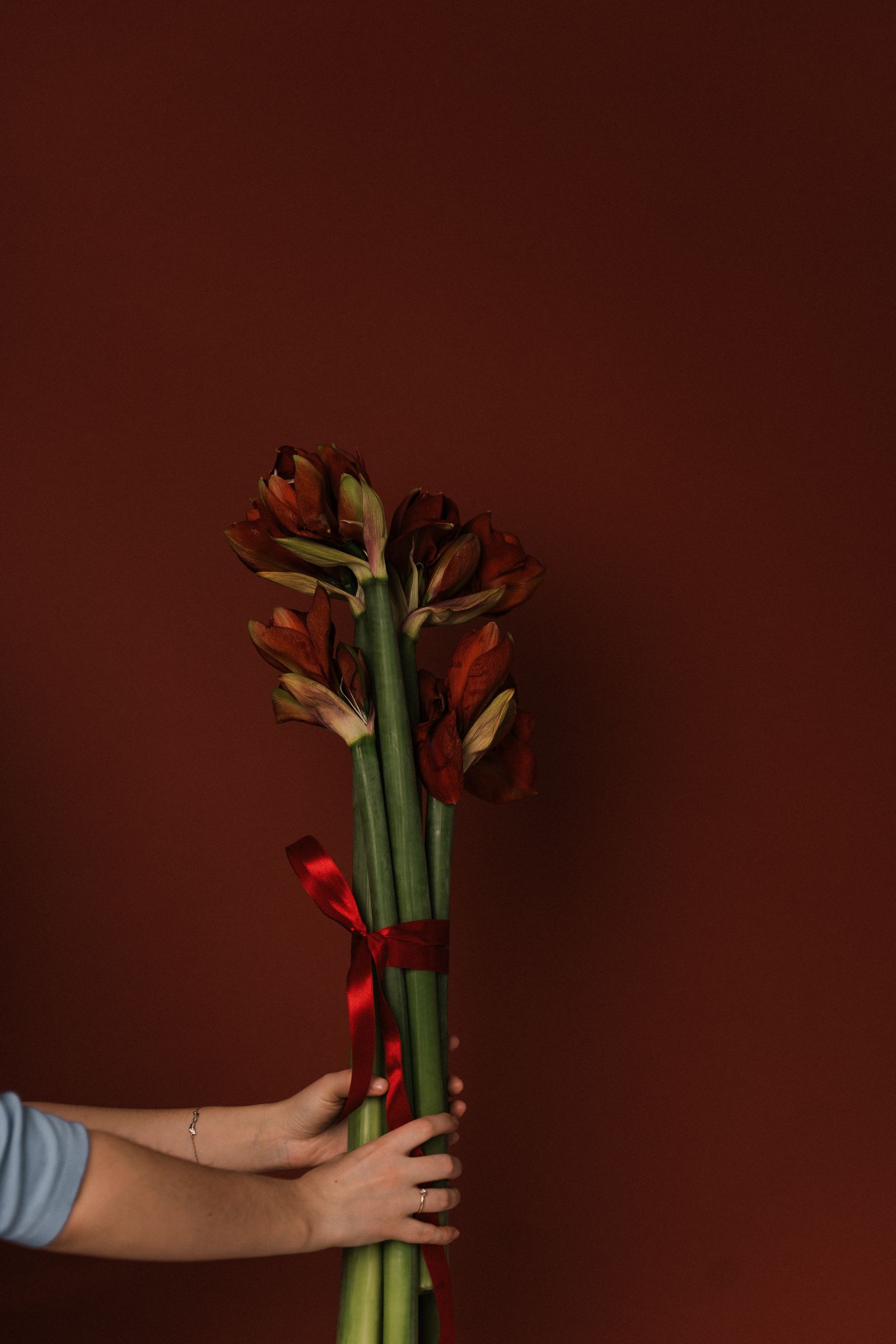 Bos amaryllis in knop met lange stelen, vastgebonden met een rood lint