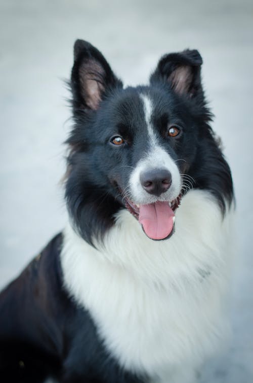 Foto d'estoc gratuïta de blanc i negre, border collie, fons de pantalla per al mòbil