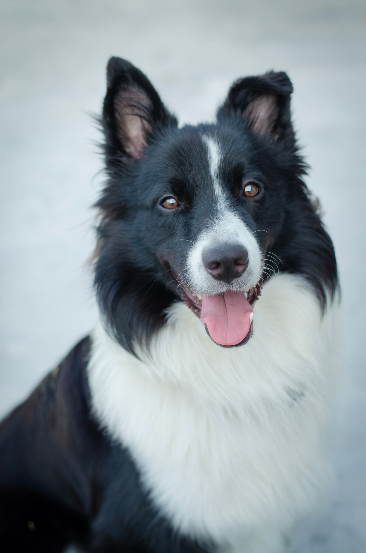 MiSuperMascota - Seguro para Border Collies Fotografía de un perro Border Collie blanco y negro en una pradera, representando la protección del seguro MiSuperMascota para esta raza de pastor.