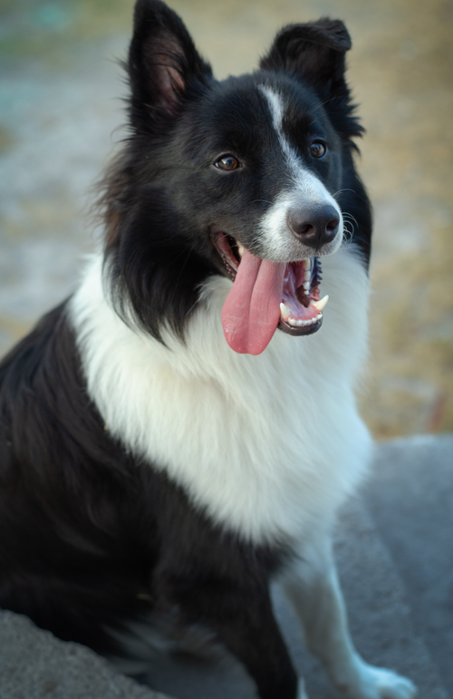 Free A joyful border collie sitting outdoors with its tongue out, showcasing a friendly demeanor. Stock Photo