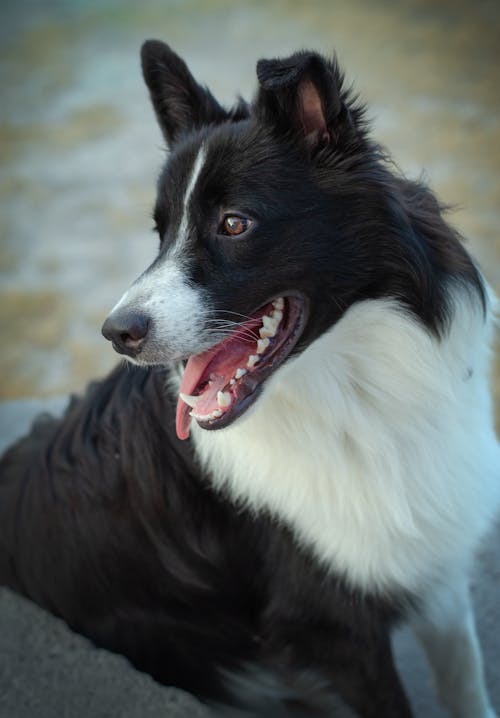 Foto d'estoc gratuïta de border collie, caní, ensinistrament de gossos