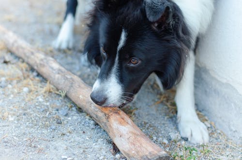 Foto d'estoc gratuïta de border collie, cap, enganxar