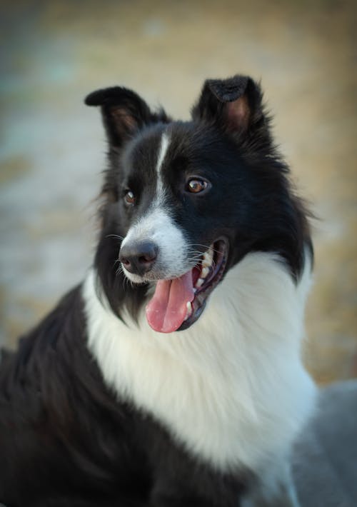 Foto d'estoc gratuïta de border collie, caní, ensinistrament de gossos