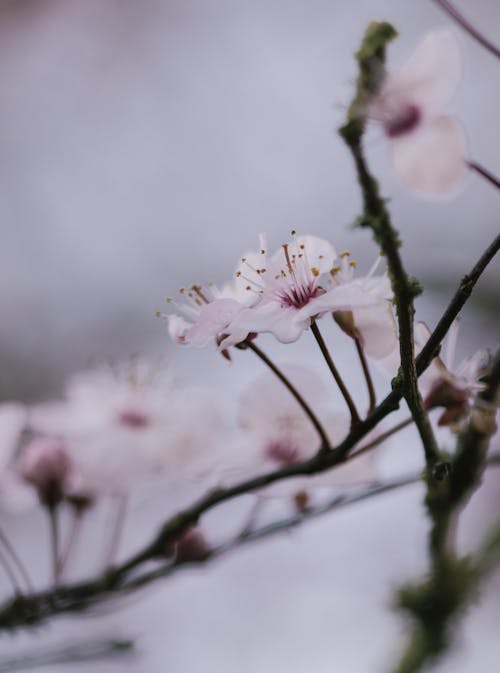 Photos gratuites de branche, cerise, mise au point sélective