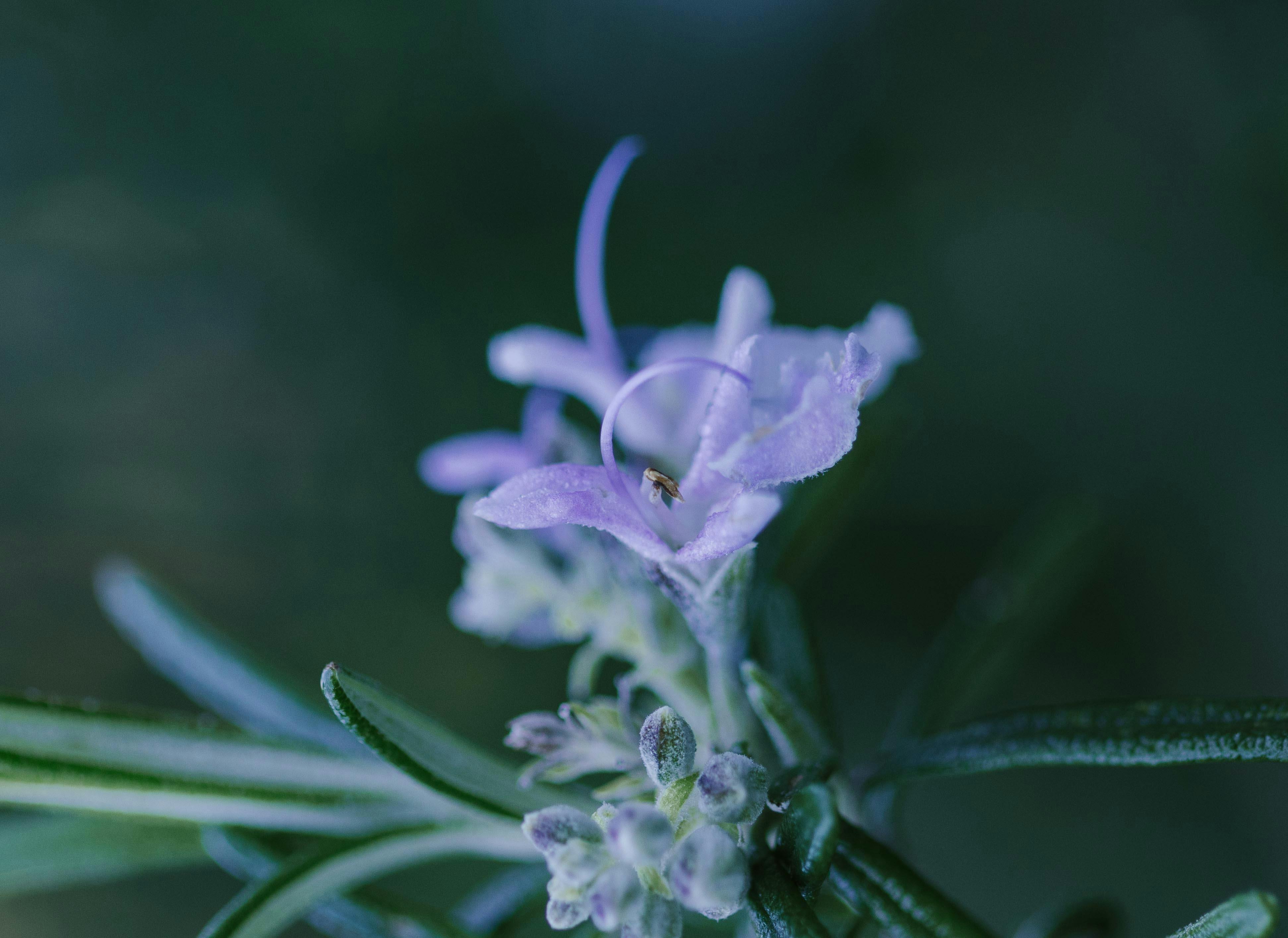 Macro shot of a lavender rosemary flower with a tiny insect, showcasing delicate petals and lush greenery.