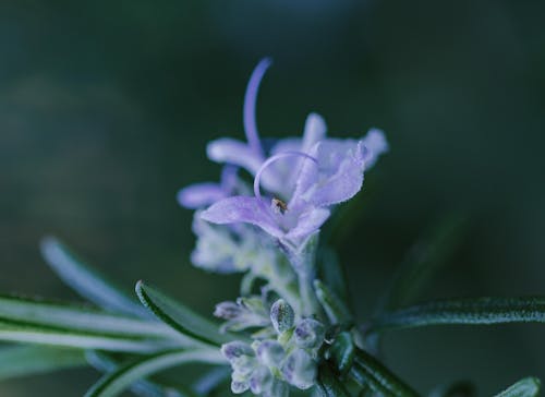Purple Flower in Nature