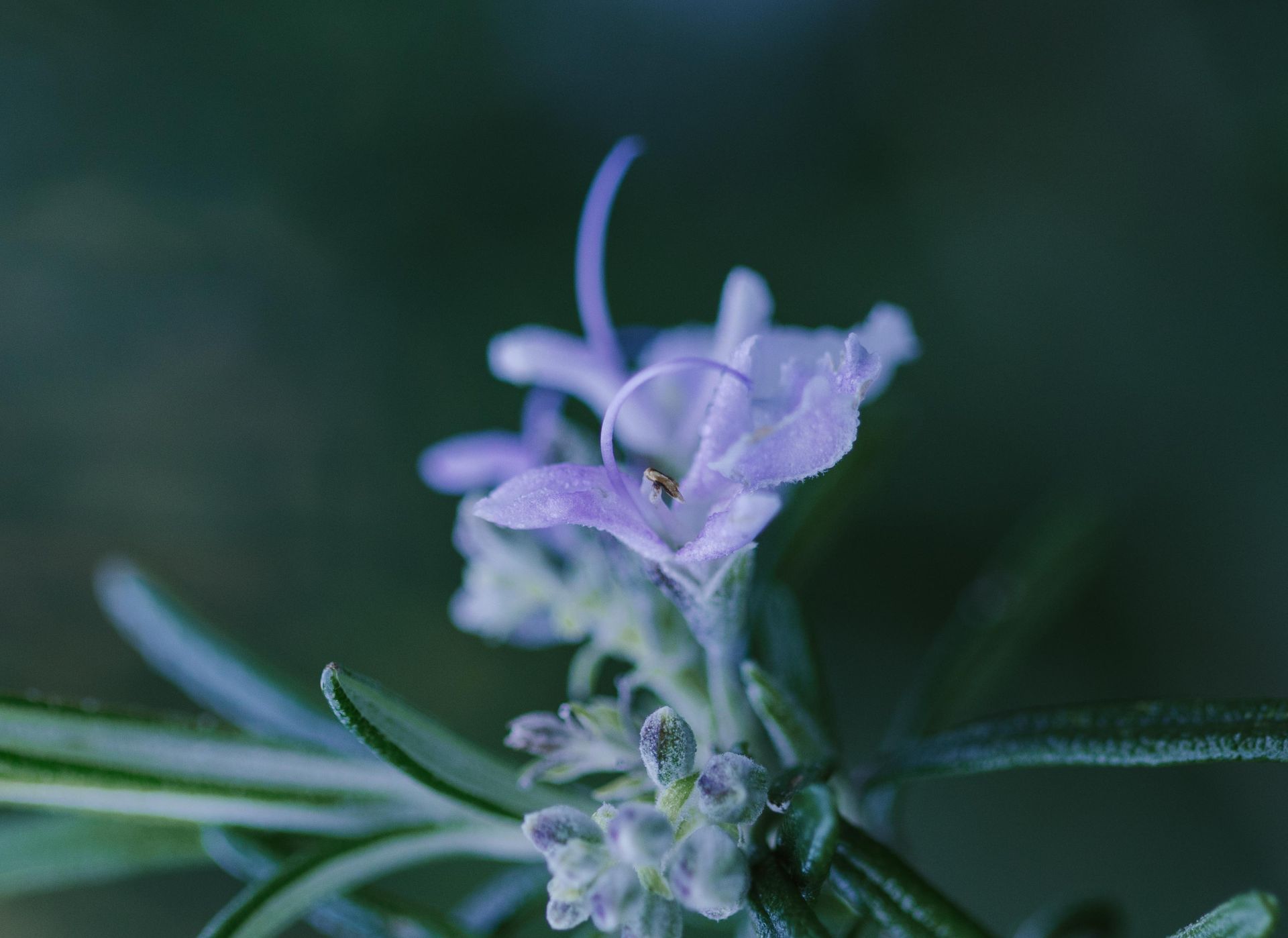 Macro shot of a lavender rosemary flower with a tiny insect, showcasing delicate petals and lush greenery.