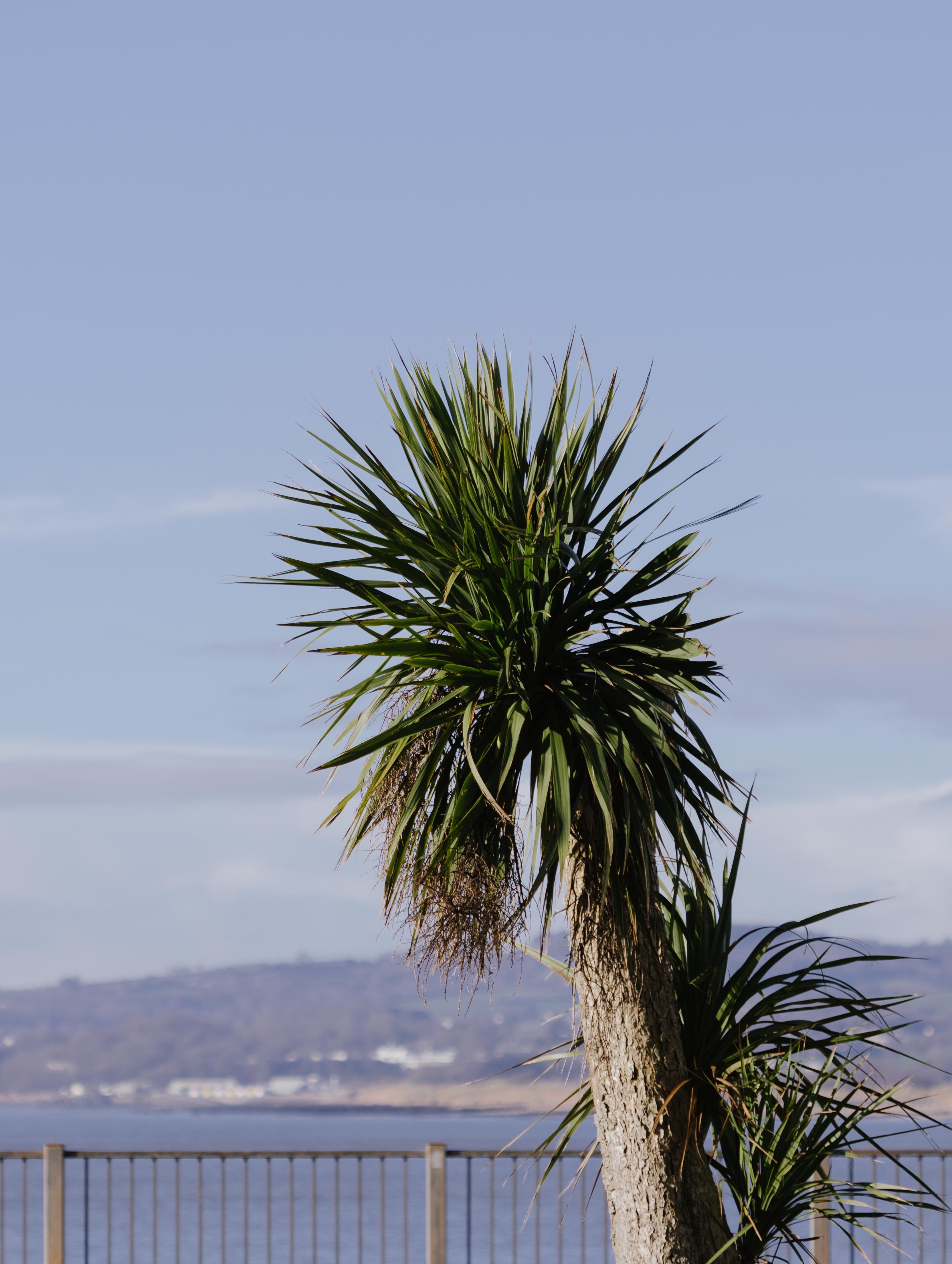 Cabbage Tree on the Seaside Promenade · Free Stock Photo