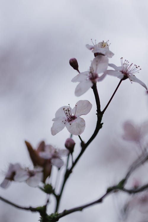 A close up of a cherry blossom tree