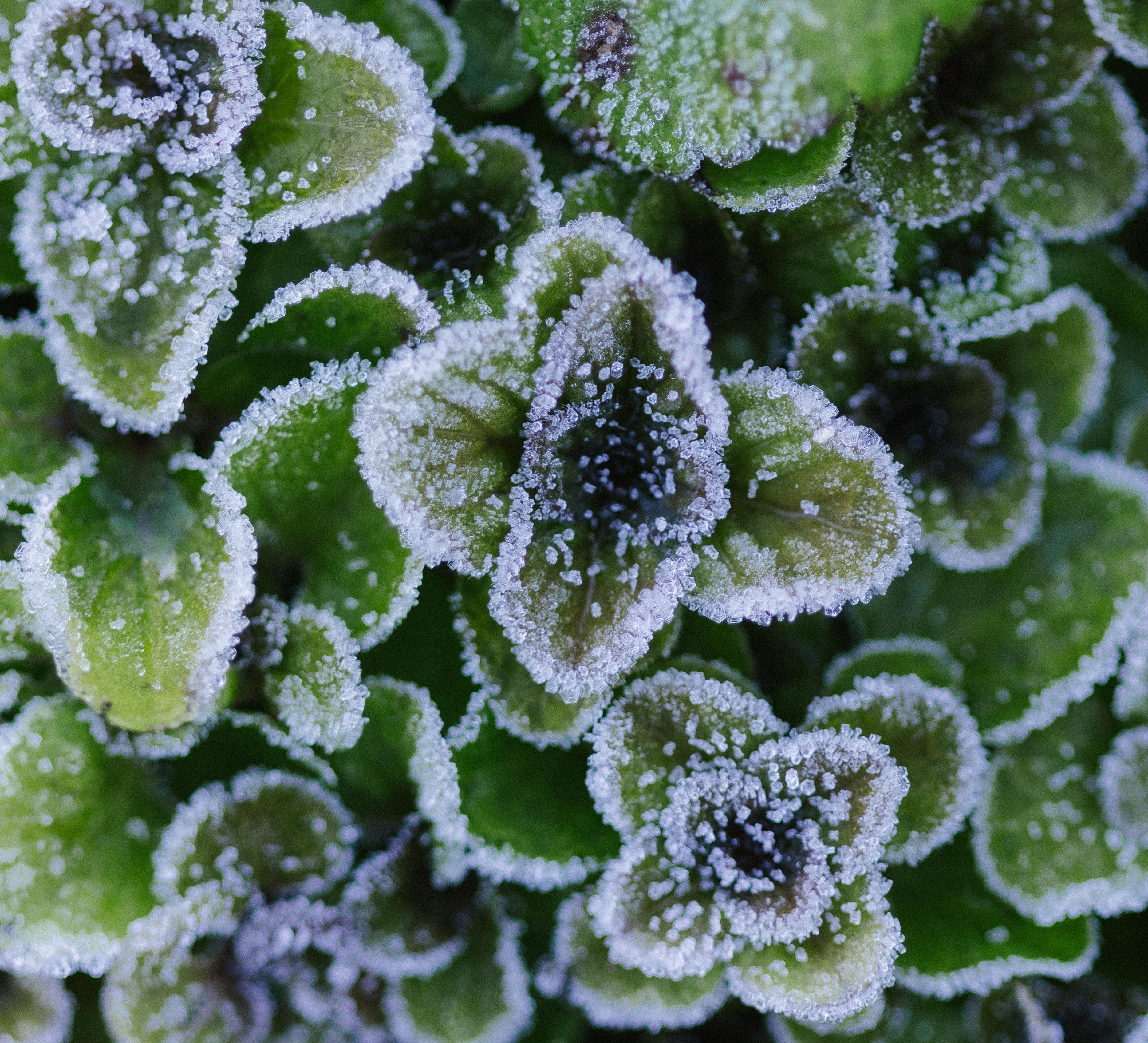 Plant Covered with Frost  Free Stock Photo