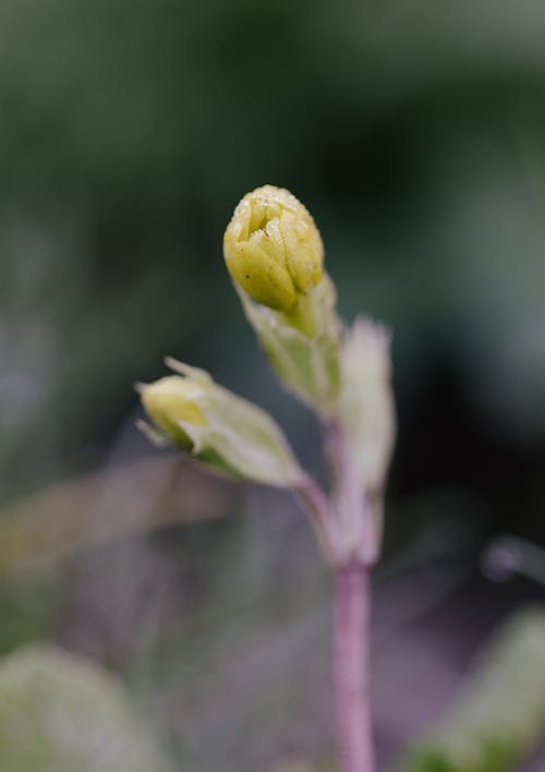 Green Plant Buds