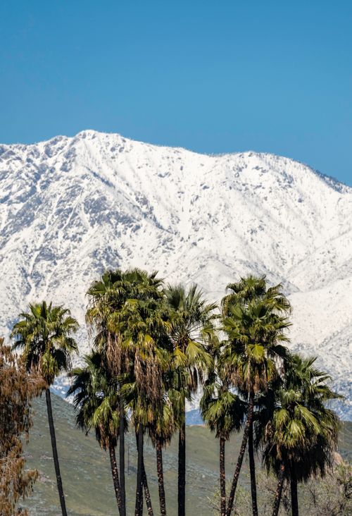 Free Contrasting snowy mountains and tropical palm trees near Riverside, California. Stock Photo