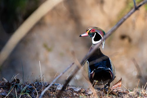 Photos gratuites de canard, canard de bois, nature