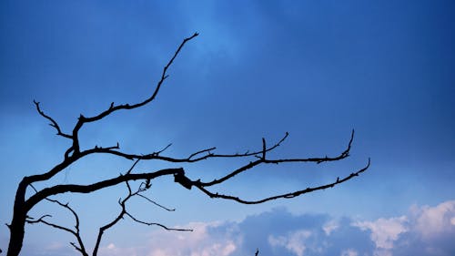 Gratis lagerfoto af aften-himlen, blå himmel, cool Lagerfoto
