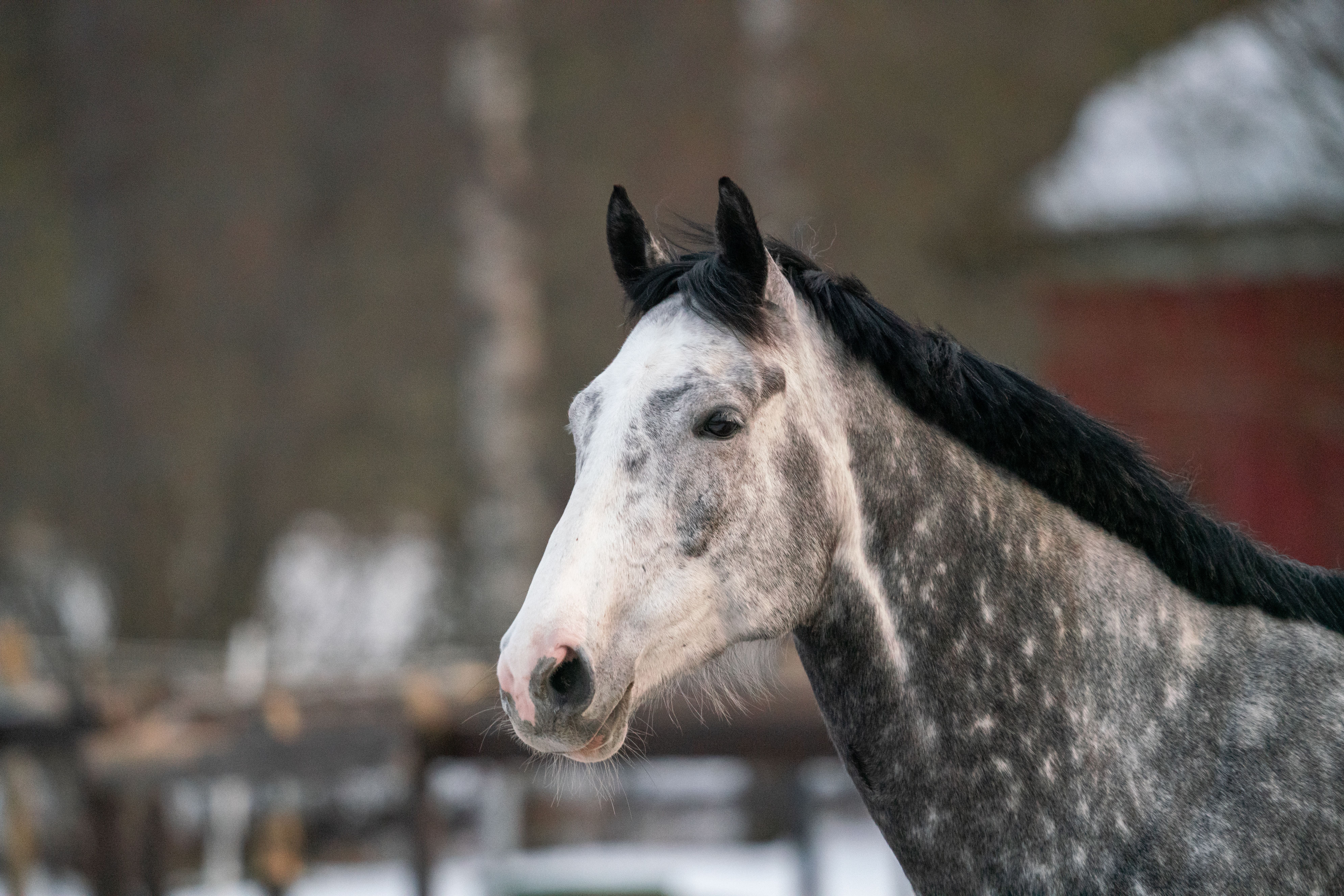 A serene portrait of a gray horse outdoors in a winter rural setting.