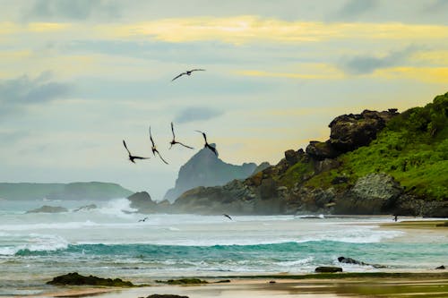 Kostnadsfri bild av bondi beach, paradis, solstolar