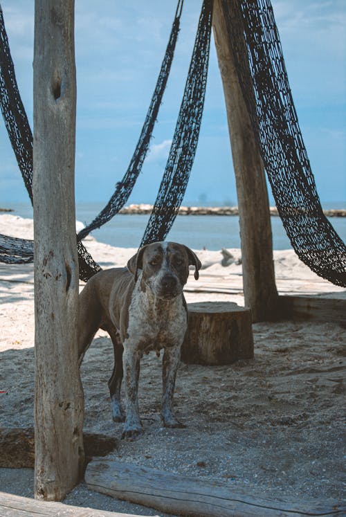 Photo of a dog in the beach in san juan, puerto rico