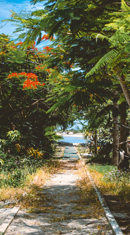 A path leading to a beach with trees and flowers